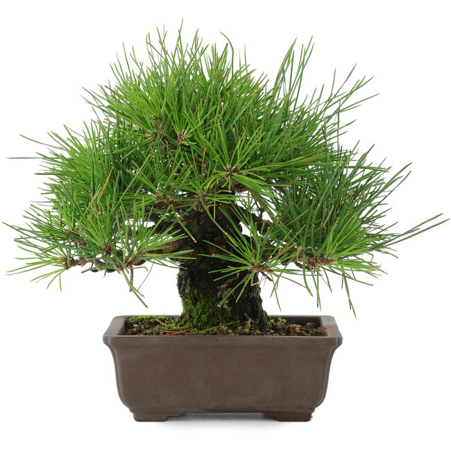 Pinus thunbergii, 19 cm, ± 20 years old