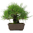 Pinus thunbergii, 19 cm, ± 20 jaar oud