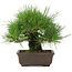 Pinus thunbergii, 19 cm, ± 20 years old