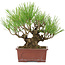 Pinus thunbergii, 19 cm, ± 15 ans