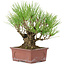 Pinus thunbergii, 19 cm, ± 15 ans