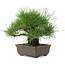 Pinus thunbergii, 19 cm, ± 20 jaar oud