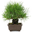 Pinus thunbergii, 19 cm, ± 20 Jahre alt