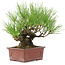 Pinus thunbergii, 19 cm, ± 15 jaar oud