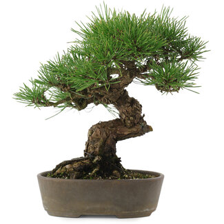 Pinus thunbergii, 22,5 cm, ± 15 años