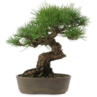 Pinus thunbergii, 22,5 cm, ± 15 years old