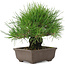 Pinus thunbergii, 19 cm, ± 20 jaar oud