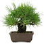 Pinus thunbergii, 19 cm, ± 20 years old