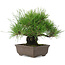 Pinus thunbergii, 19 cm, ± 20 jaar oud