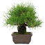Pinus thunbergii, 19 cm, ± 20 anni