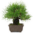 Pinus thunbergii, 19 cm, ± 20 años