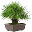 Pinus thunbergii, 19 cm, ± 20 jaar oud