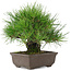 Pinus thunbergii, 19 cm, ± 20 Jahre alt