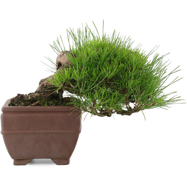 Pinus thunbergii, 15 cm, ± 20 anni
