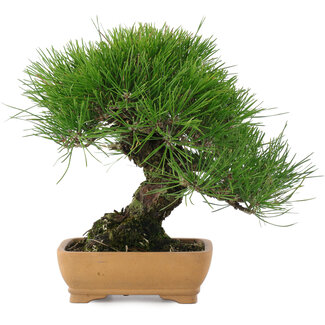 Pinus thunbergii, 23,5 cm, ± 20 anni