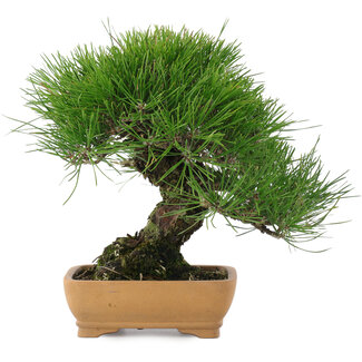 Pinus thunbergii, 23,5 cm, ± 20 años