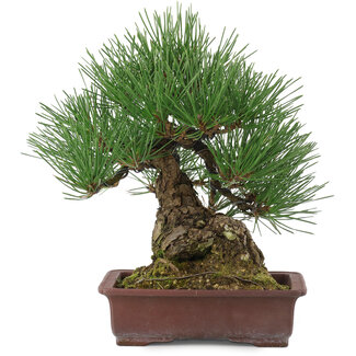 Pinus thunbergii, 25,5 cm, ± 15 jaar oud