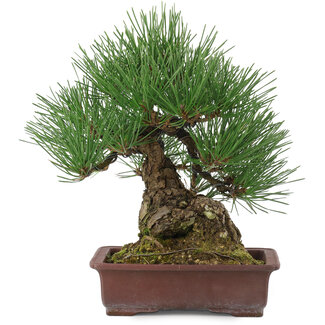Pinus thunbergii, 25,5 cm, ± 15 years old