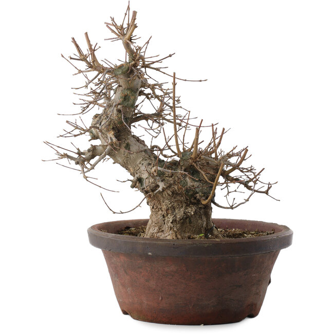 Acer buergerianum, 30 cm, ± 20 jaar oud