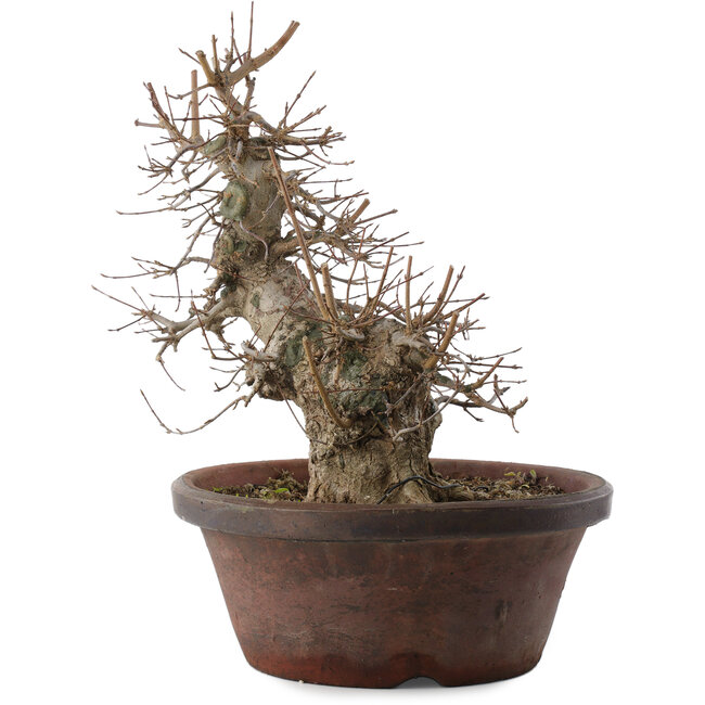 Acer buergerianum, 30 cm, ± 20 Jahre alt