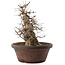 Acer buergerianum, 30 cm, ± 20 anni