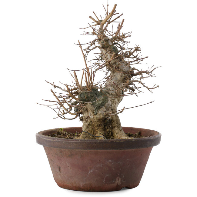 Acer buergerianum, 30 cm, ± 20 Jahre alt