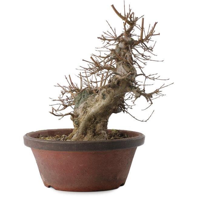 Acer buergerianum, 30 cm, ± 20 Jahre alt