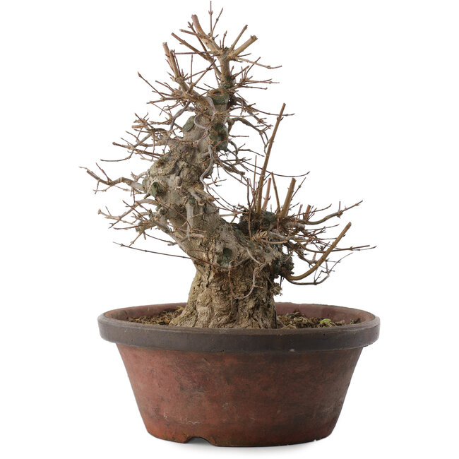 Acer buergerianum, 30 cm, ± 20 jaar oud