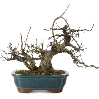 Acer buergerianum, 18 cm, ± 20 anni