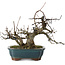 Acer buergerianum, 18 cm, ± 20 jaar oud