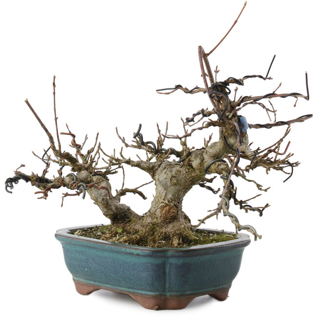 Acer buergerianum, 18 cm, ± 20 ans