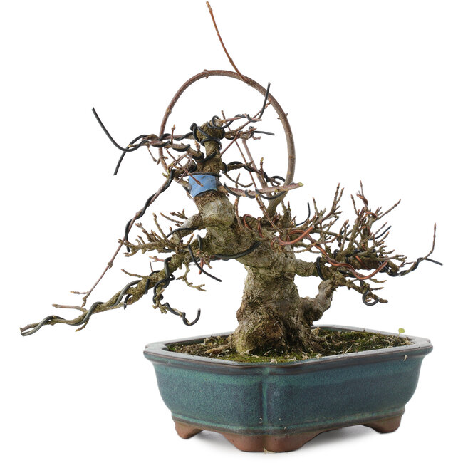 Acer buergerianum, 18 cm, ± 20 years old