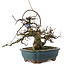 Acer buergerianum, 18 cm, ± 20 anni