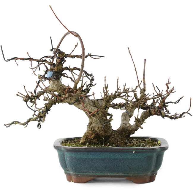 Acer buergerianum, 18 cm, ± 20 años