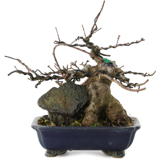 Acer buergerianum, 18 cm, ± 20 ans, en pot fêlé