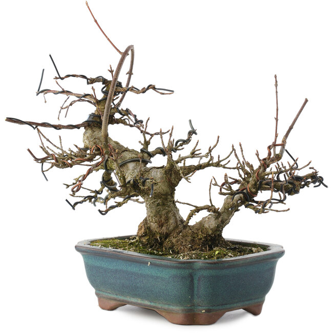 Acer buergerianum, 18 cm, ± 20 years old