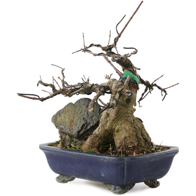 Acer buergerianum, 18 cm, ± 20 años, en maceta rota