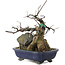 Acer buergerianum, 18 cm, ± 20 anni, in vaso rotto