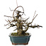 Acer buergerianum, 18 cm, ± 20 years old