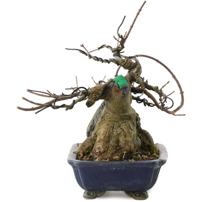 Acer buergerianum, 18 cm, ± 20 anni, in vaso rotto