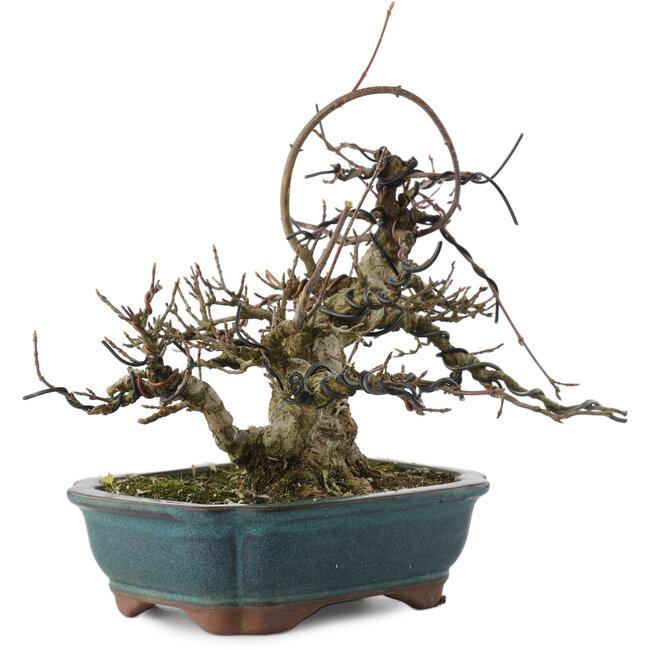 Acer buergerianum, 18 cm, ± 20 años