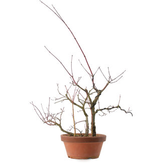 Acer palmatum Arakawa, 34 cm, ± 15 anni