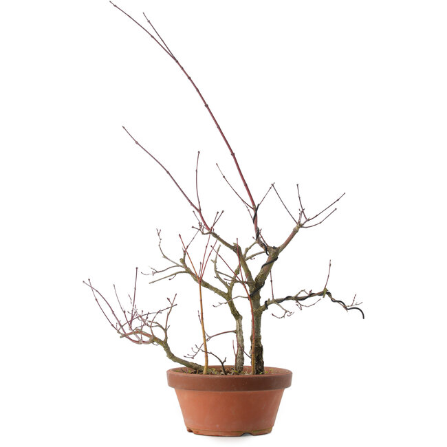 Acer palmatum Arakawa, 34 cm, ± 15 years old