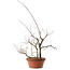 Acer palmatum Arakawa, 34 cm, ± 15 años