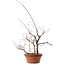 Acer palmatum Arakawa, 34 cm, ± 15 Jahre alt