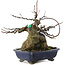 Acer buergerianum, 18 cm, ± 20 Jahre alt, in einem Topf mit Rissen