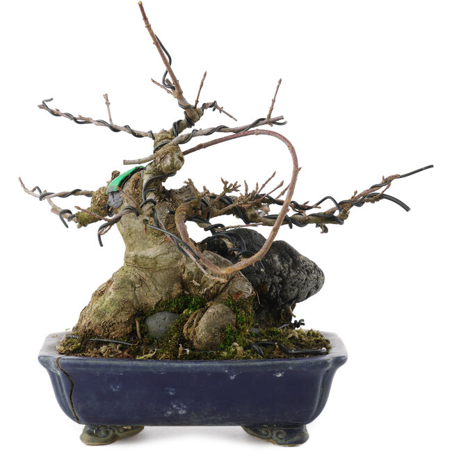 Acer buergerianum, 18 cm, ± 20 years old, in a cracked pot