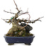 Acer buergerianum, 18 cm, ± 20 anni, in vaso rotto