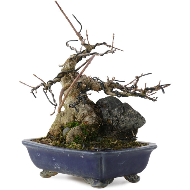 Acer buergerianum, 18 cm, ± 20 anni, in vaso rotto