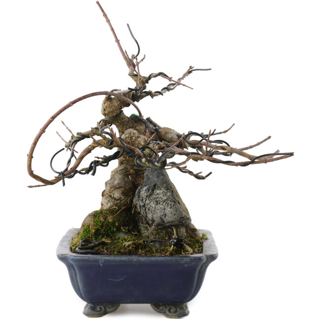 Acer buergerianum, 18 cm, ± 20 years old, in a cracked pot